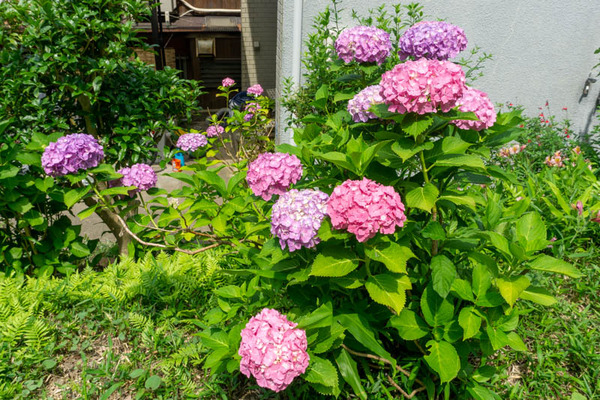 四條畷神社紫陽花-21060812