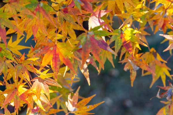 四條畷神社紅葉-21112912