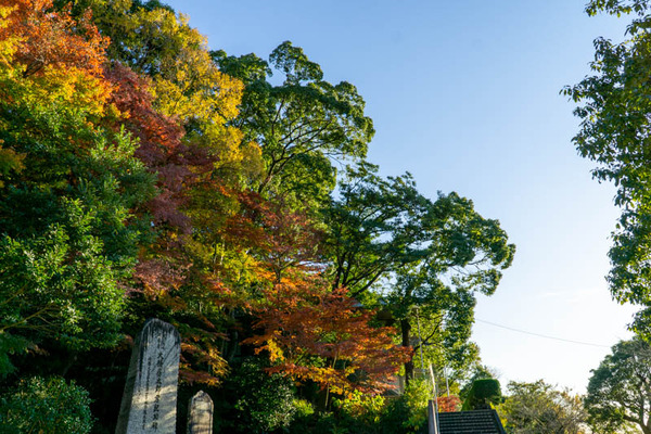 四條畷神社紅葉-21112915