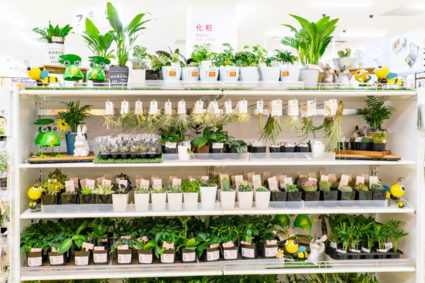 DAISO-2203114