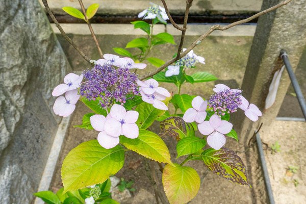 四條畷神社紫陽花-21060818