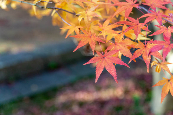 龍尾寺紅葉-2111299
