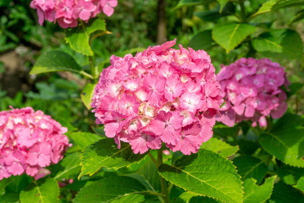 四條畷神社紫陽花-2106085