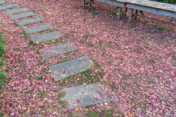 龍尾寺紅葉-2111294