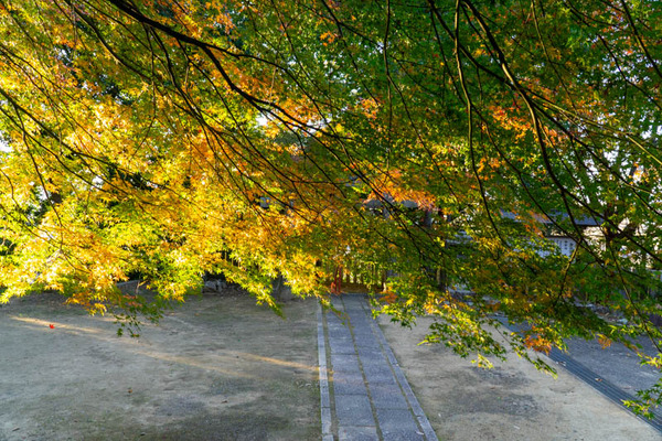 御机神社紅葉-2111295
