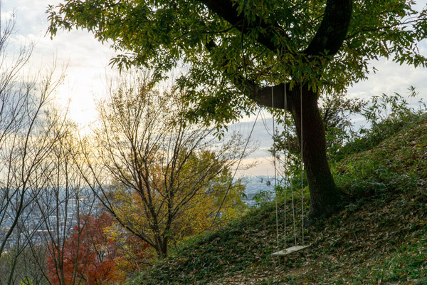 観察の森ブランコ-2112061