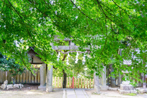 御机神社紅葉-21102811