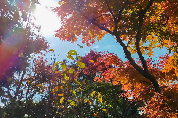 飯盛霊園紅葉-2112013