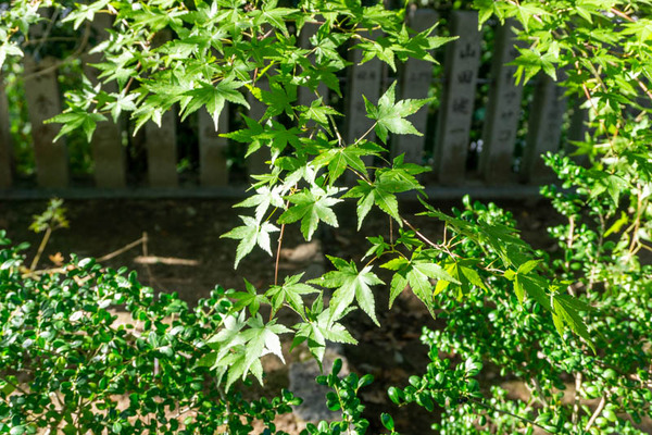 御机神社紅葉-2110281