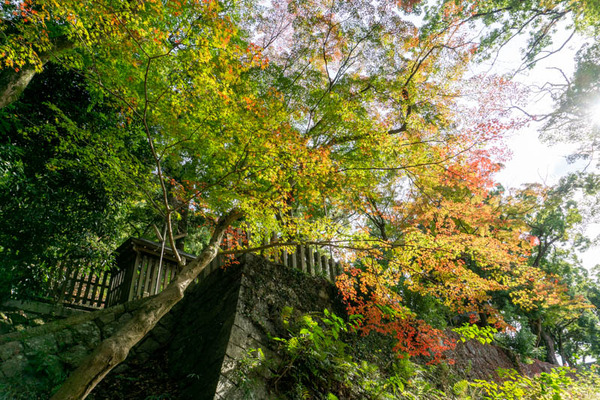 四條畷神社紅葉-21110117