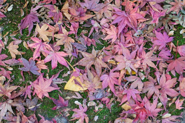 龍尾寺紅葉-2111293