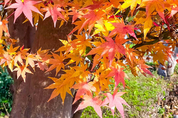 飯盛霊園紅葉-2112019