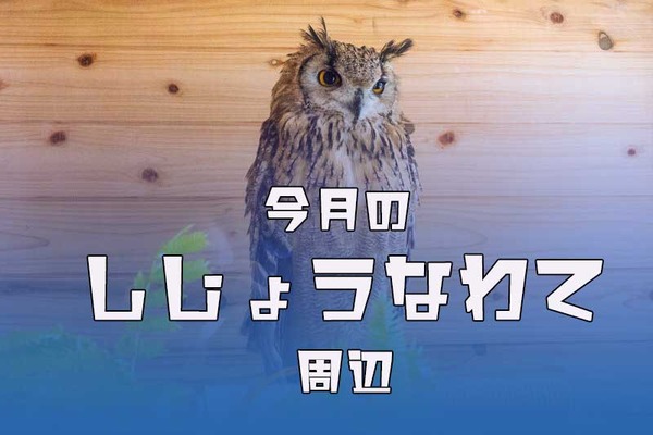 フクロウ