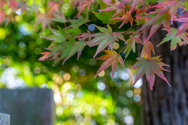 御机神社紅葉-2111293