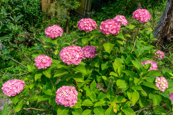 四條畷神社紫陽花-2106084