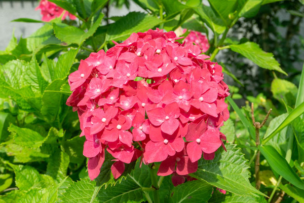 四條畷神社紫陽花-21060810