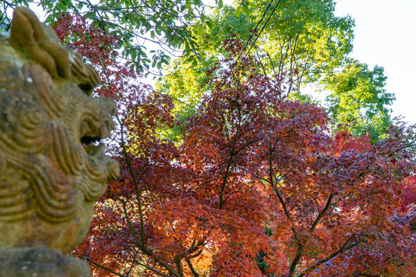 四條畷神社紅葉-21112916