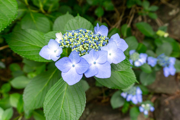 四條畷神社紫陽花-21060817