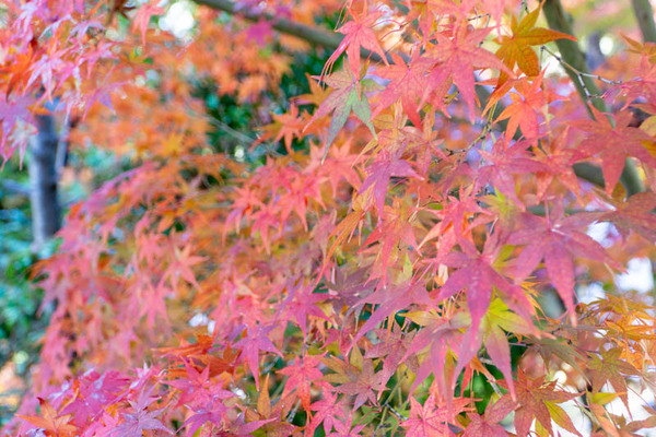 四條畷神社紅葉-2111297