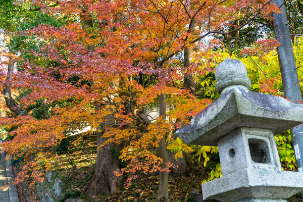 四條畷神社紅葉-21112919