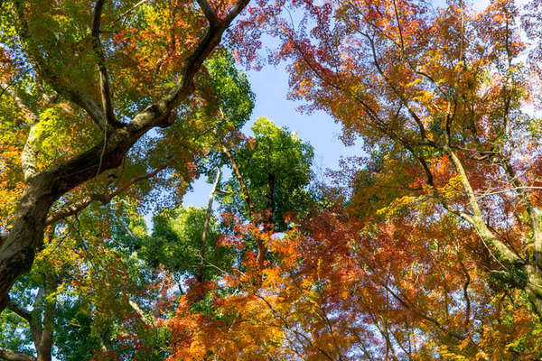 四條畷神社紅葉-21112913
