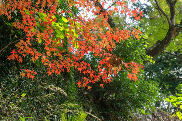 四條畷神社紅葉-21110118