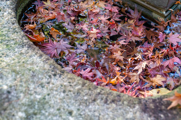 龍尾寺紅葉-2111296