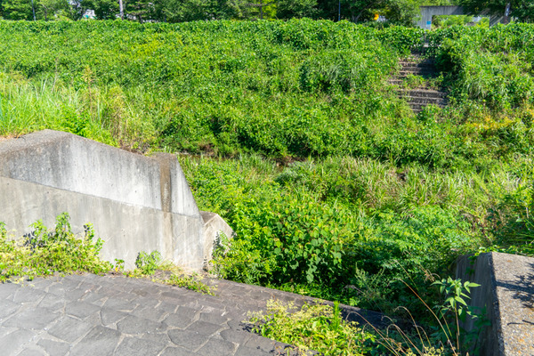 ★水無瀬川・島本水の文化園-2107211