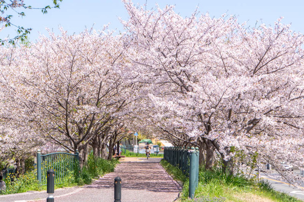 玉川橋桜20240410123512