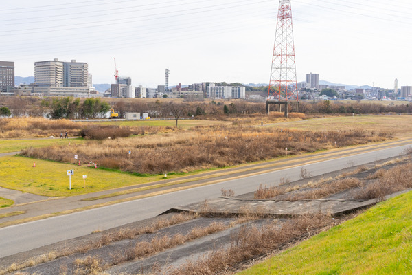 野草迷路-21012613
