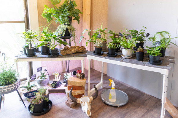 merryplants20240619102638