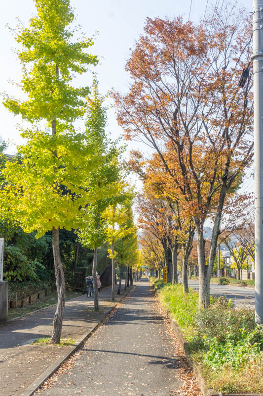 日吉台紅葉20211115114843