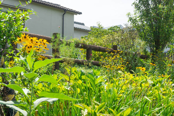 新川ひまわり20210723100644