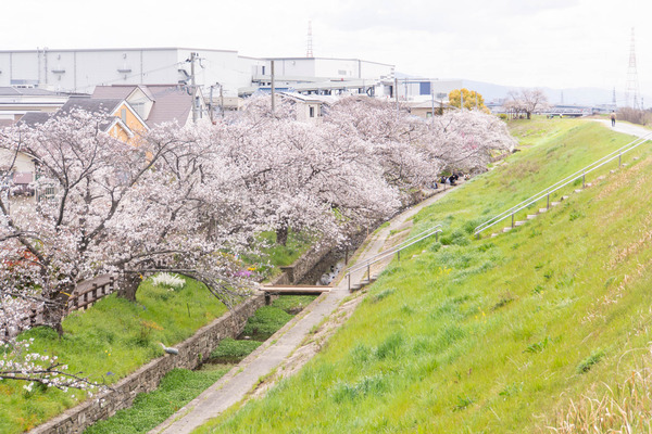 新川堤20250403121655