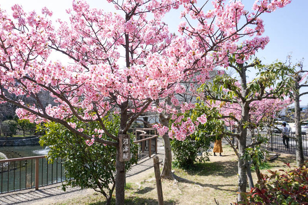 筒井池公園河津桜-202303113
