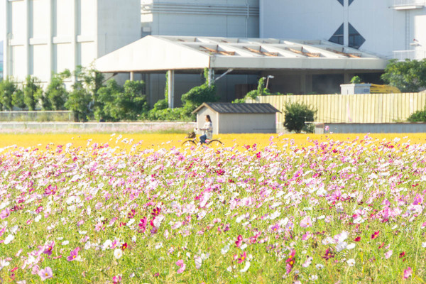 コスモス20231012155155