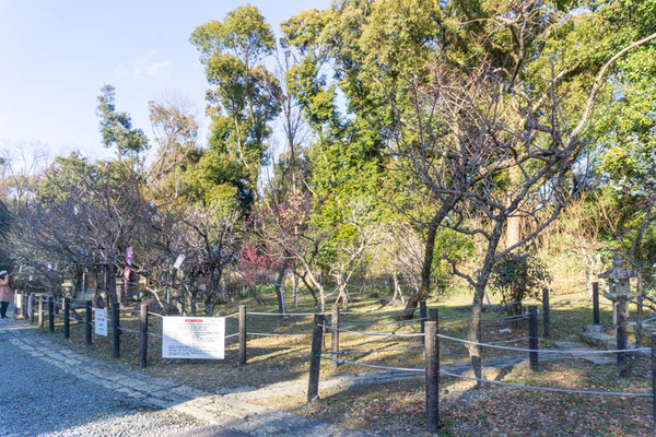 上宮天満宮の梅20220222155020