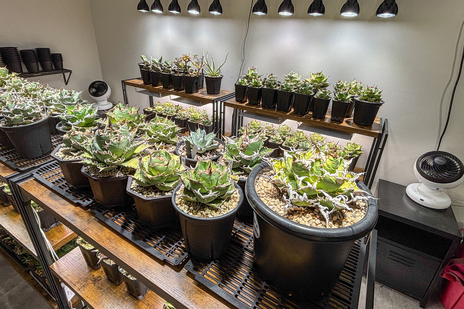 阪急富田駅ちかくに「Hayak Plants（ハヤックプランツ）」って観葉植物