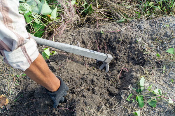 芋掘り20231013132406