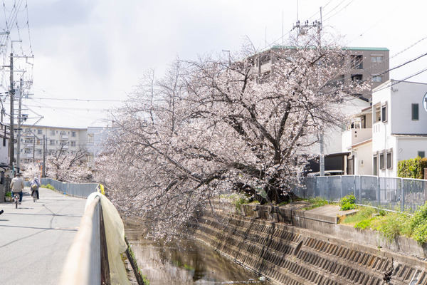 柳川20250403132835