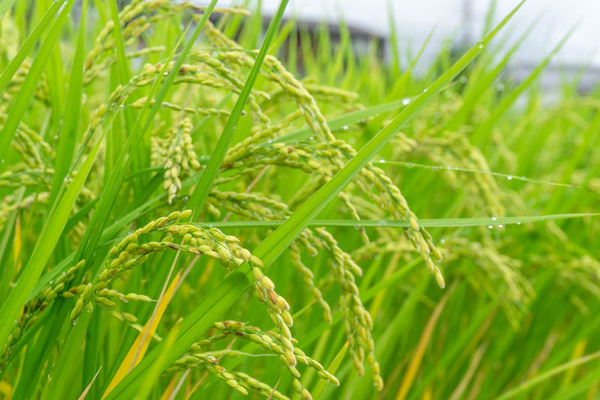 田んぼ20210915085643