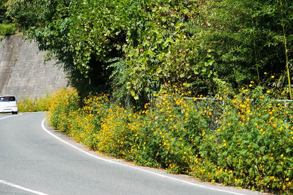 コスモスフォト-2021100413