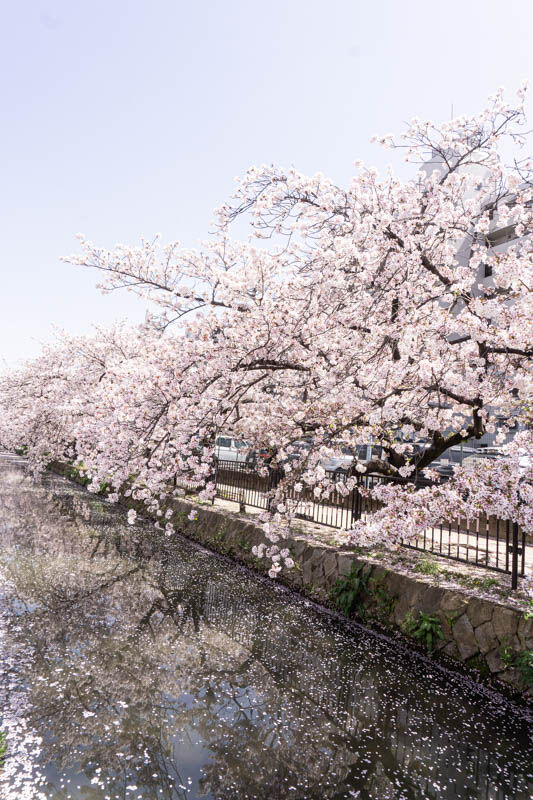桜3-3120210331122436