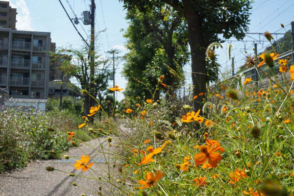 コスモスフォト-2021100410