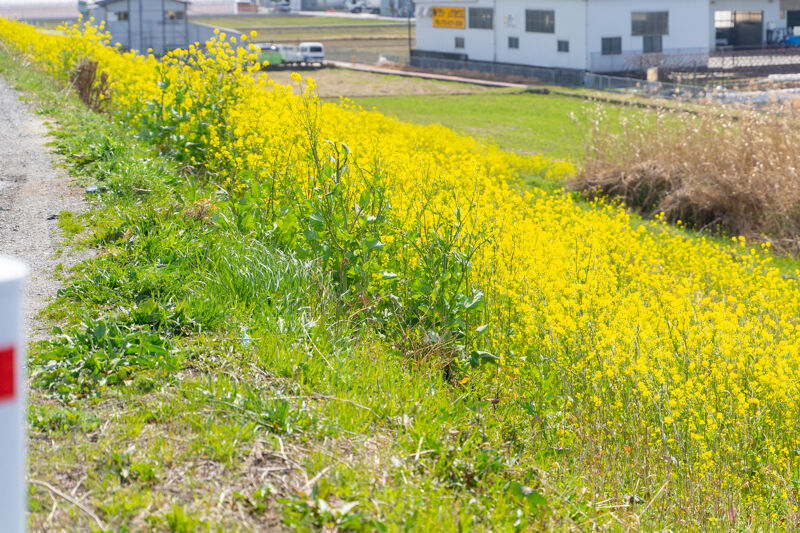 今年も河川敷に黄色い花が咲き乱れる季節がやってきた たかつーフォト 高槻つーしん