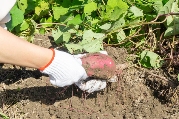 芋掘り20231013132739