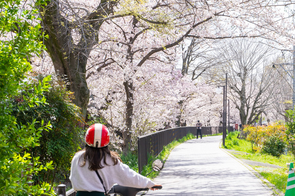 桜-2103319