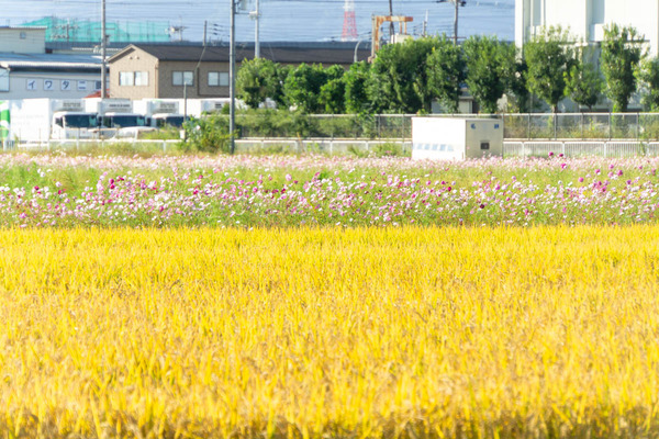 コスモス20231012154811