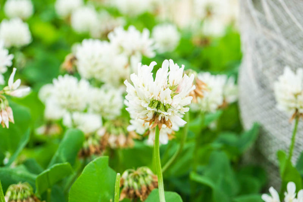 シロツメクサ-2022051614