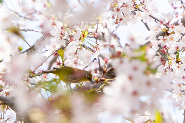 玉川橋桜20240410124117